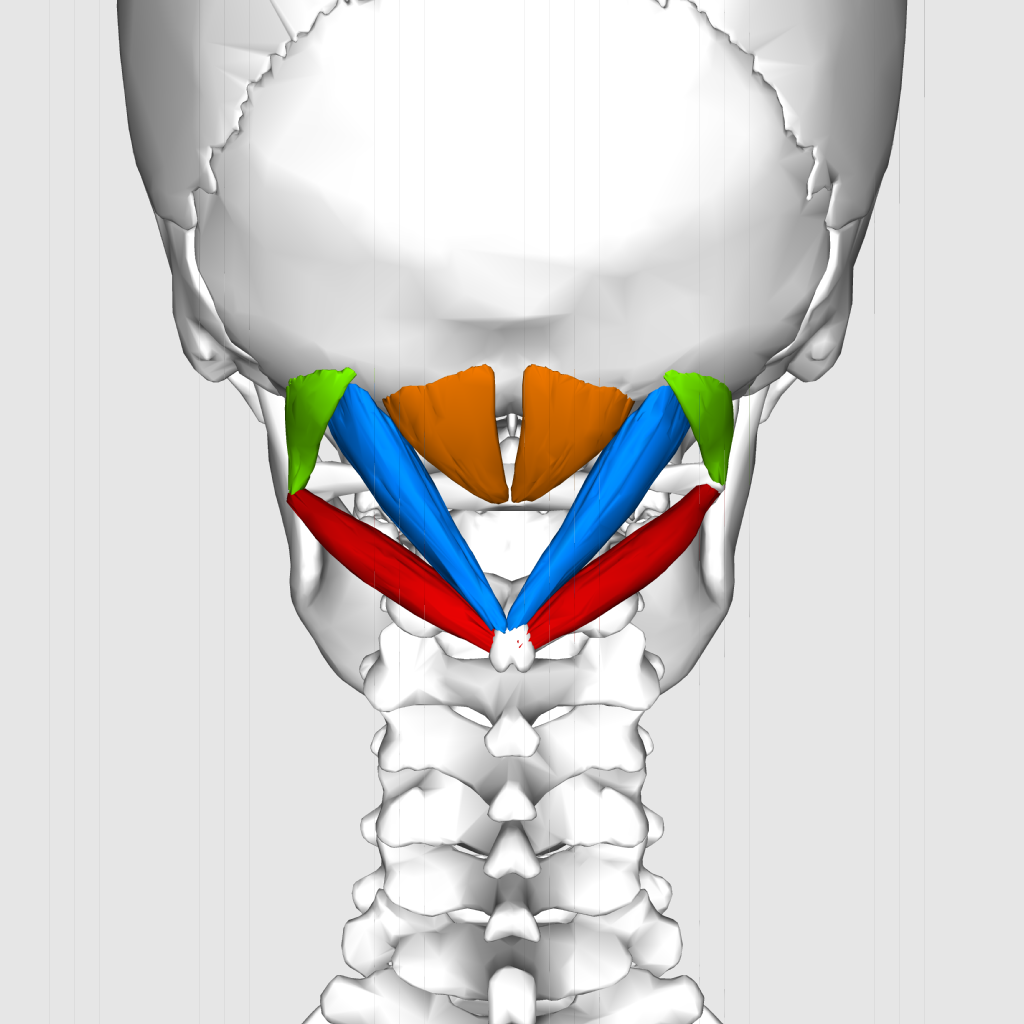 Muscles sous-occipitaux