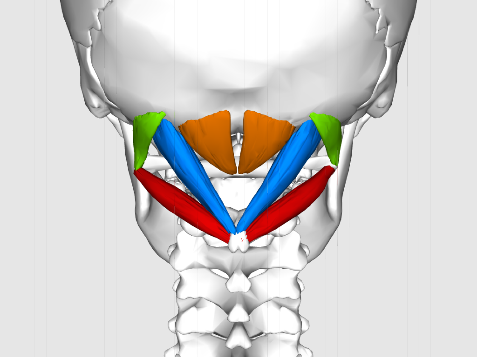 Muscles sous-occipitaux
